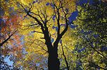 herbstbaum.jpg (8044 Byte)